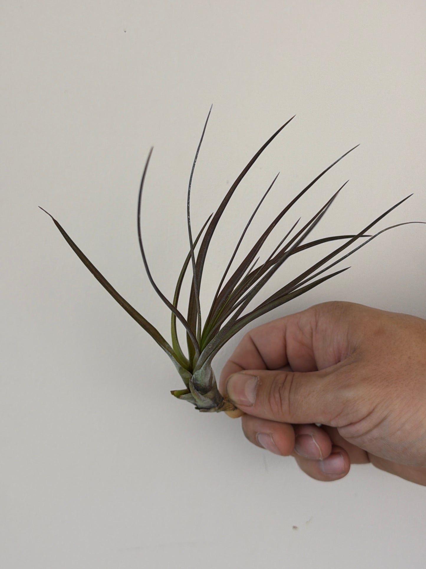 Tillandsia Air plant 3