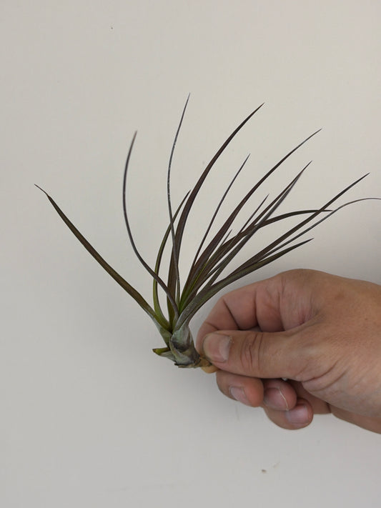 Tillandsia Air plant 3