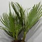 Washingtonia Filifera