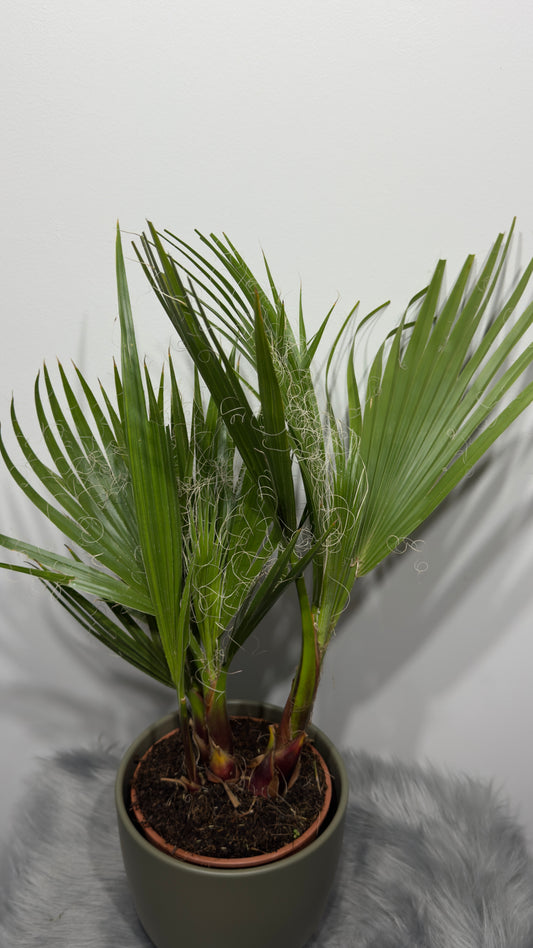 Washingtonia Filifera