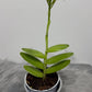 Orhideja Epidendrum 5