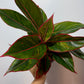 Aglaonema 11