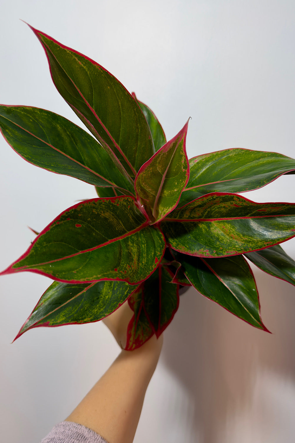 Aglaonema 11