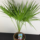 Chamaerops Humilis