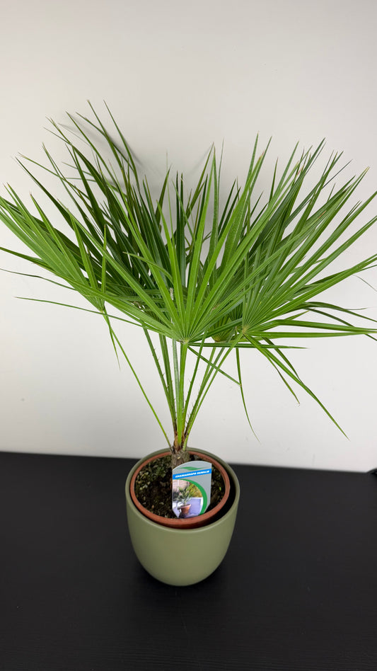 Chamaerops Humilis