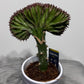 Euphorbia Cristata 3