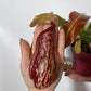 Mušķērājs Nepenthes 'Gaya'