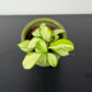 Hoya Mix