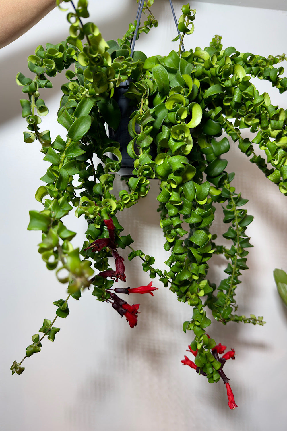 Aeschynanthus Rasta - www.augi-plants.lv