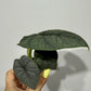 Alocasia Melo