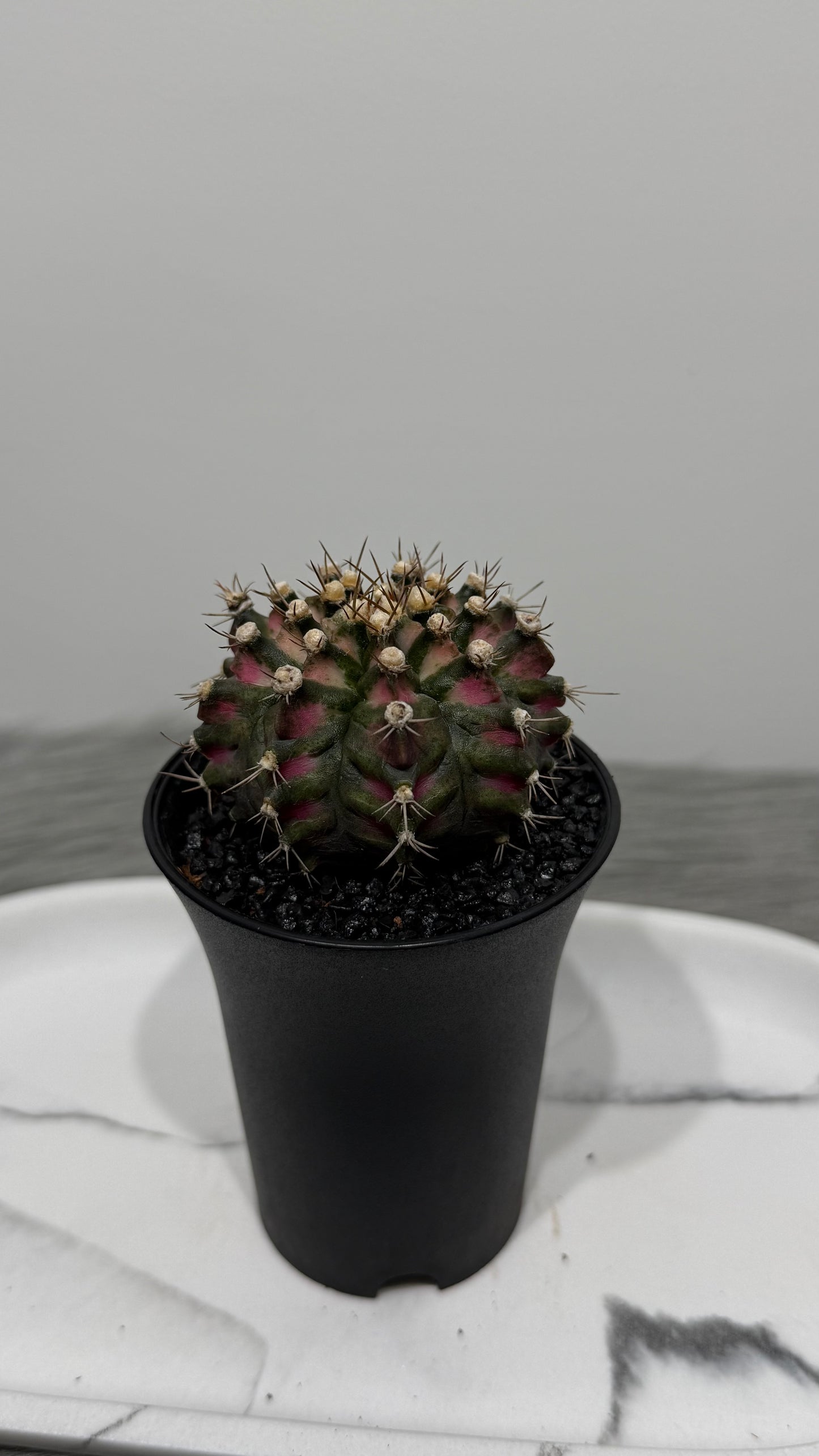 Gymnocalycium T-Rex Hybrid