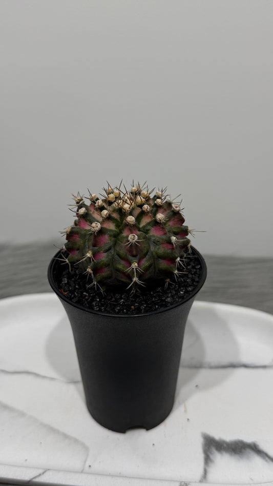 Gymnocalycium T-Rex Hybrid