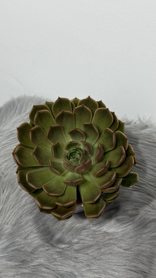 Echeveria 5
