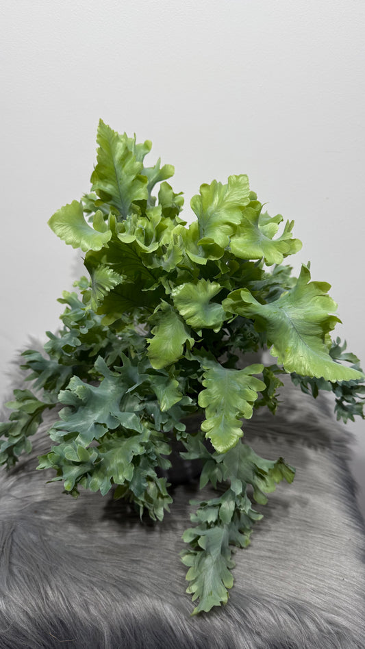 Phlebodium Aureum Davana