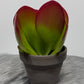 Kalanchoe Thyrsiflora