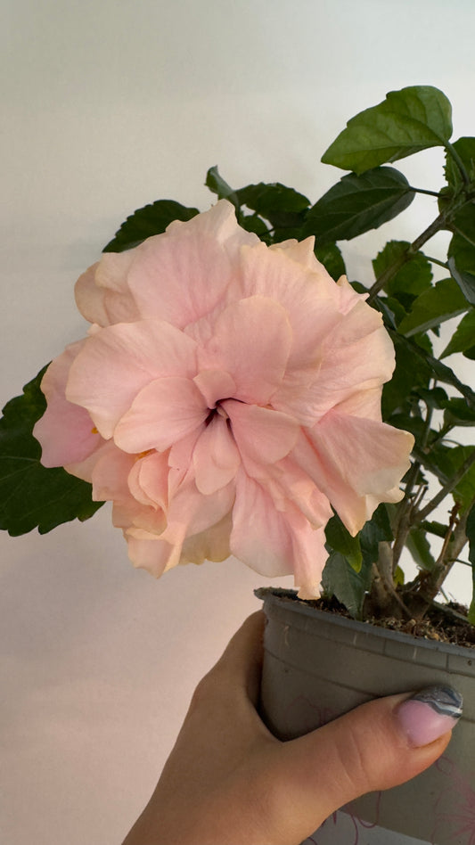 Hibiscus rose double