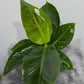 Musa Tropicana oriental dwarf Banāns - www.augi-plants.lv