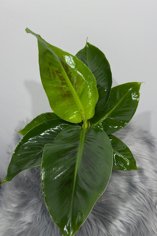 Musa Tropicana oriental dwarf Banāns