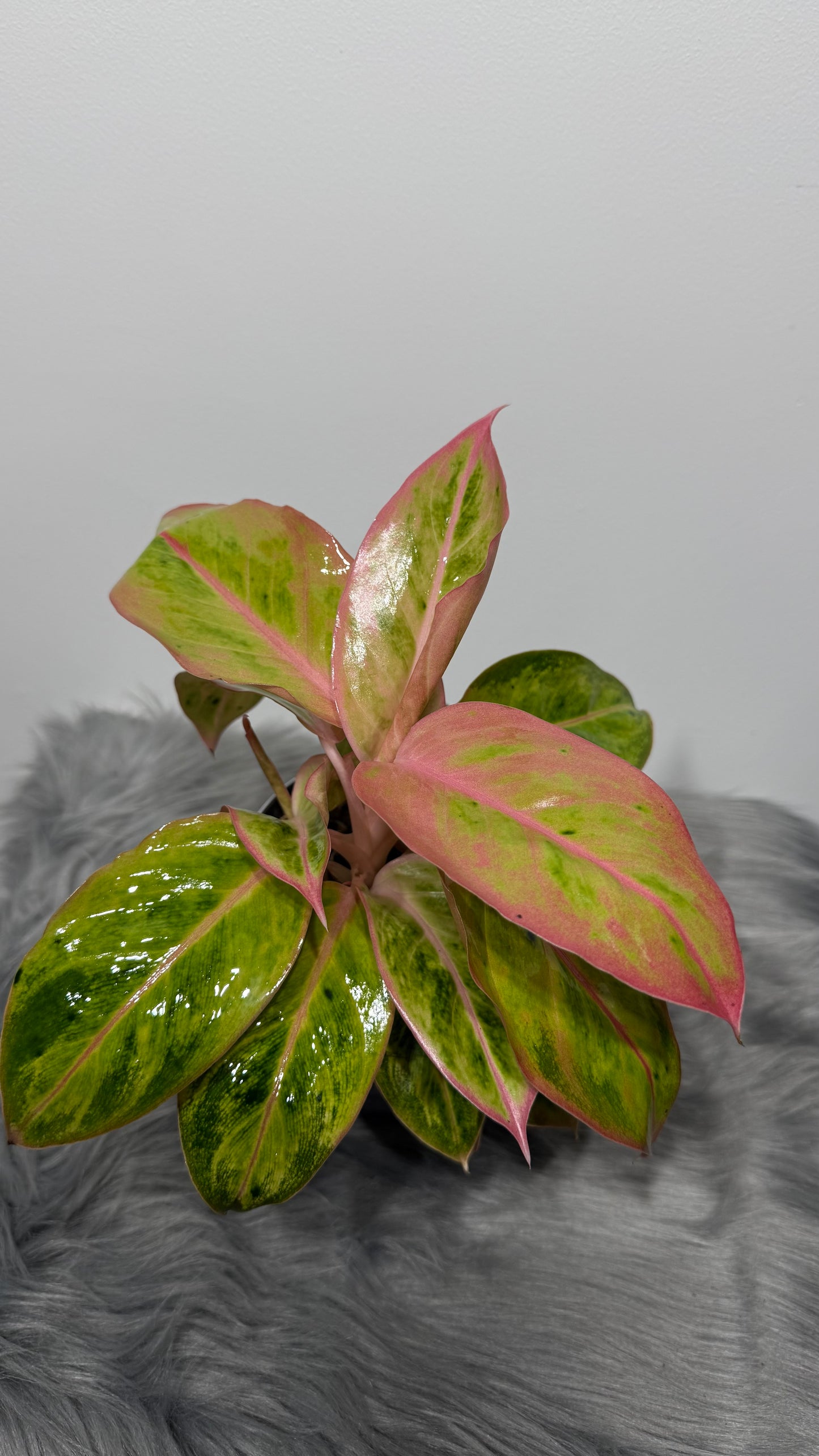 Aglaonema 12
