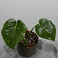 Monstera Thai Constellation 1