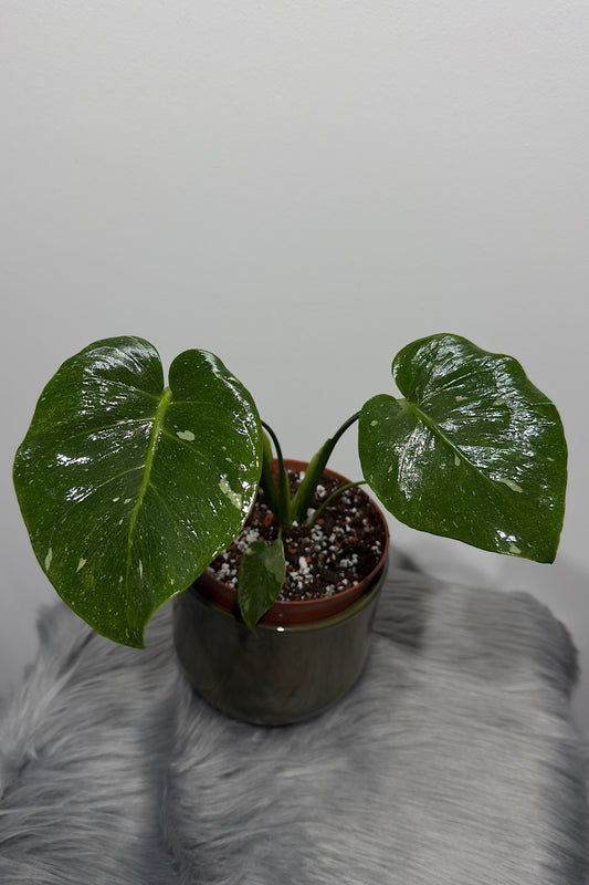 Monstera Thai Constellation 1