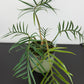 Philodendron Tortum