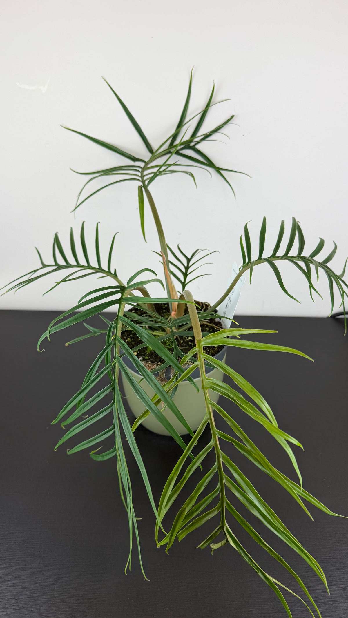 Philodendron Tortum