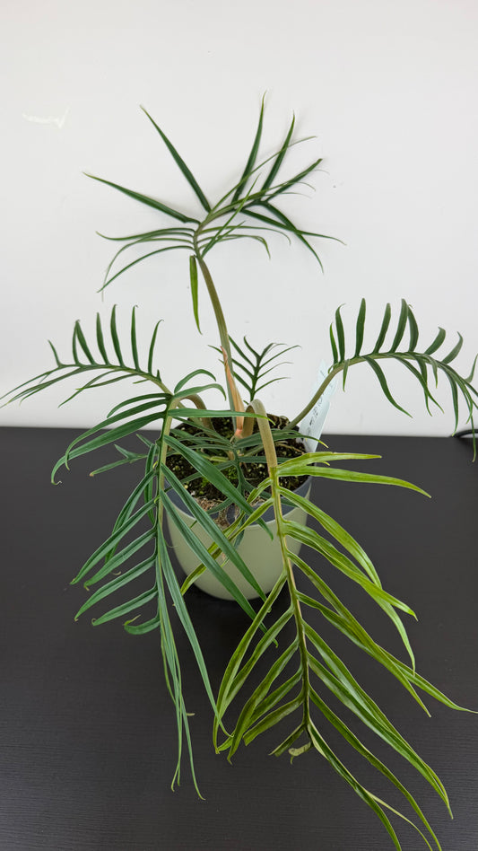 Philodendron Tortum