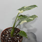 Monstera Thai Constellation 3