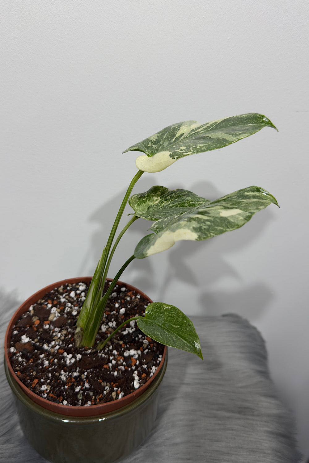 Monstera Thai Constellation 3