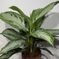 Aglaonema Silver Bay