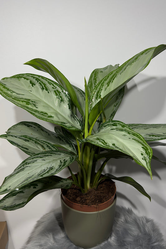 Aglaonema Silver Bay