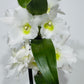 Orhideja Dendrobium Nobile white