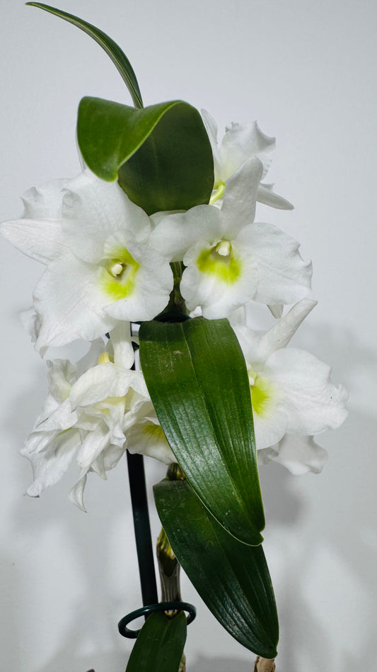 Orhideja Dendrobium Nobile white