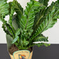 Asplenium Nidus Cobra