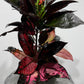 Codiaeum Iceton
