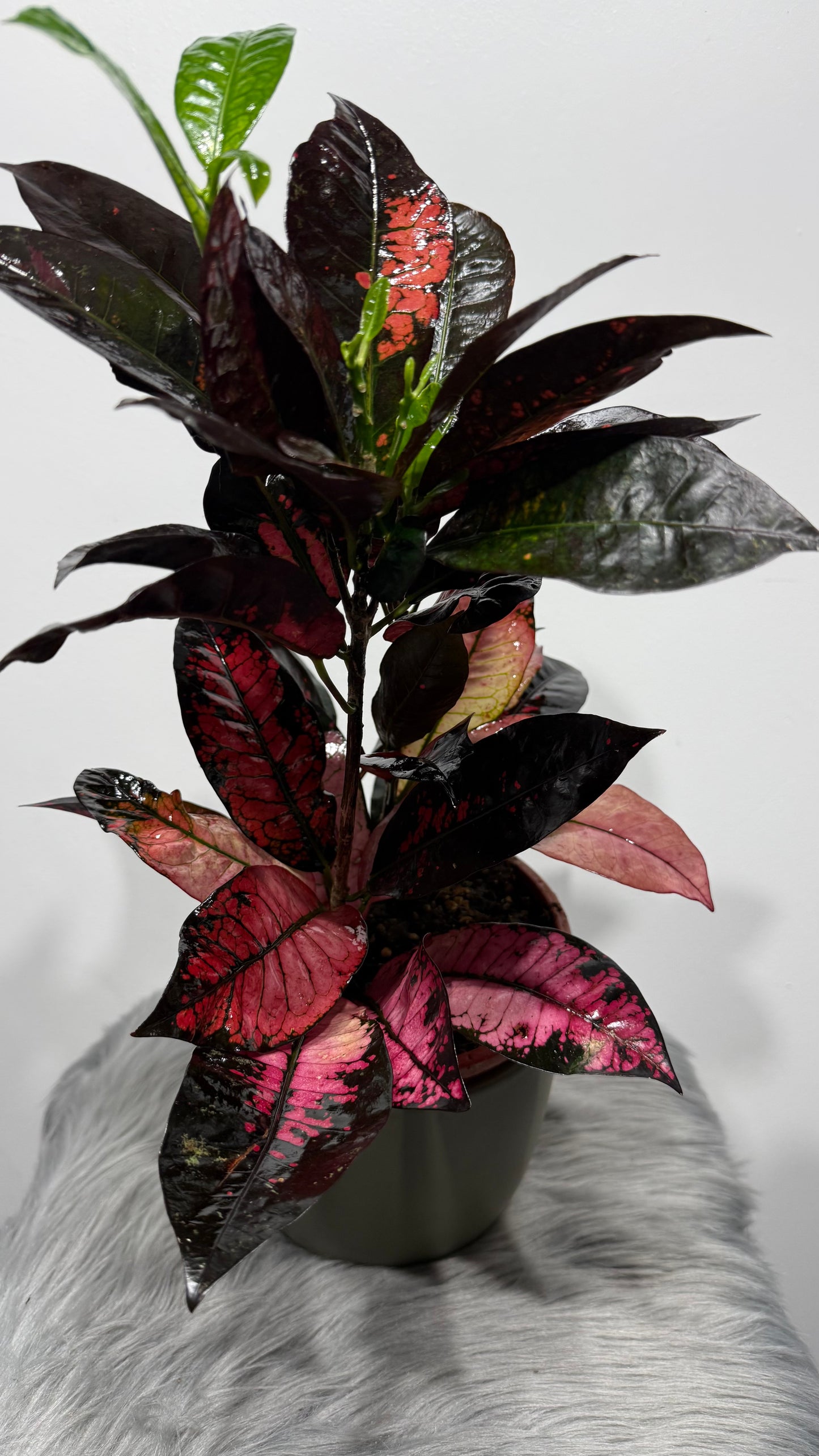Codiaeum Iceton