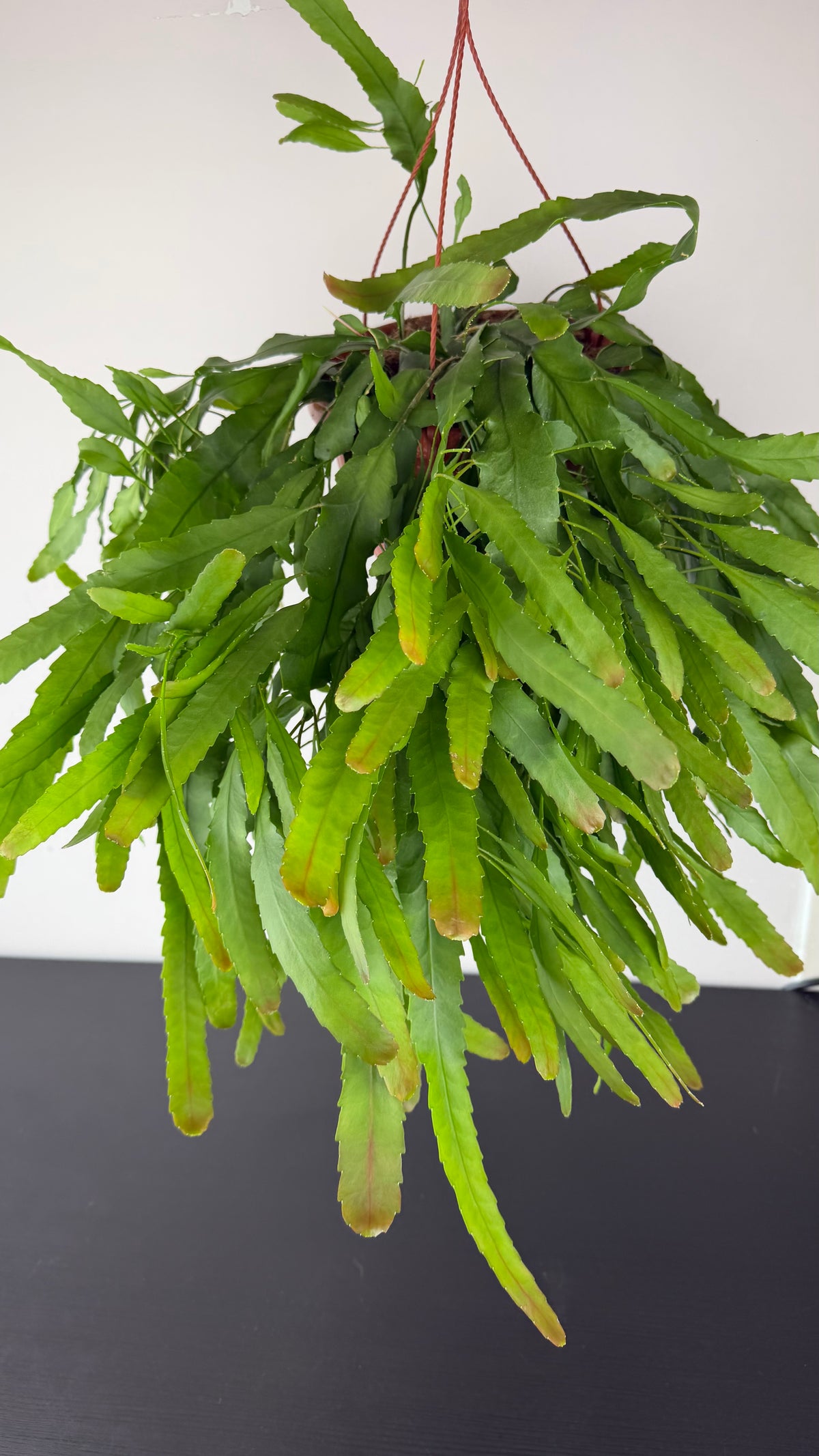 Lepismium Houlletian