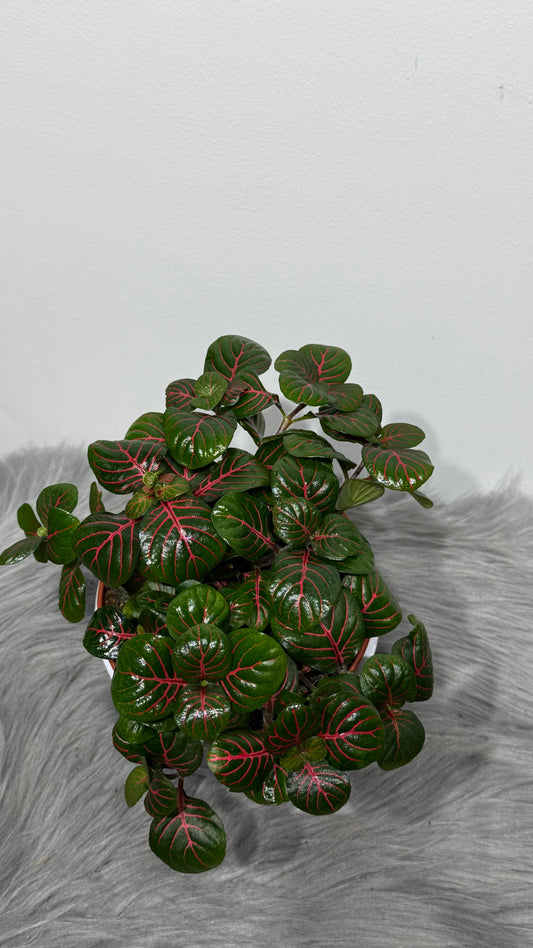 Fittonia 4