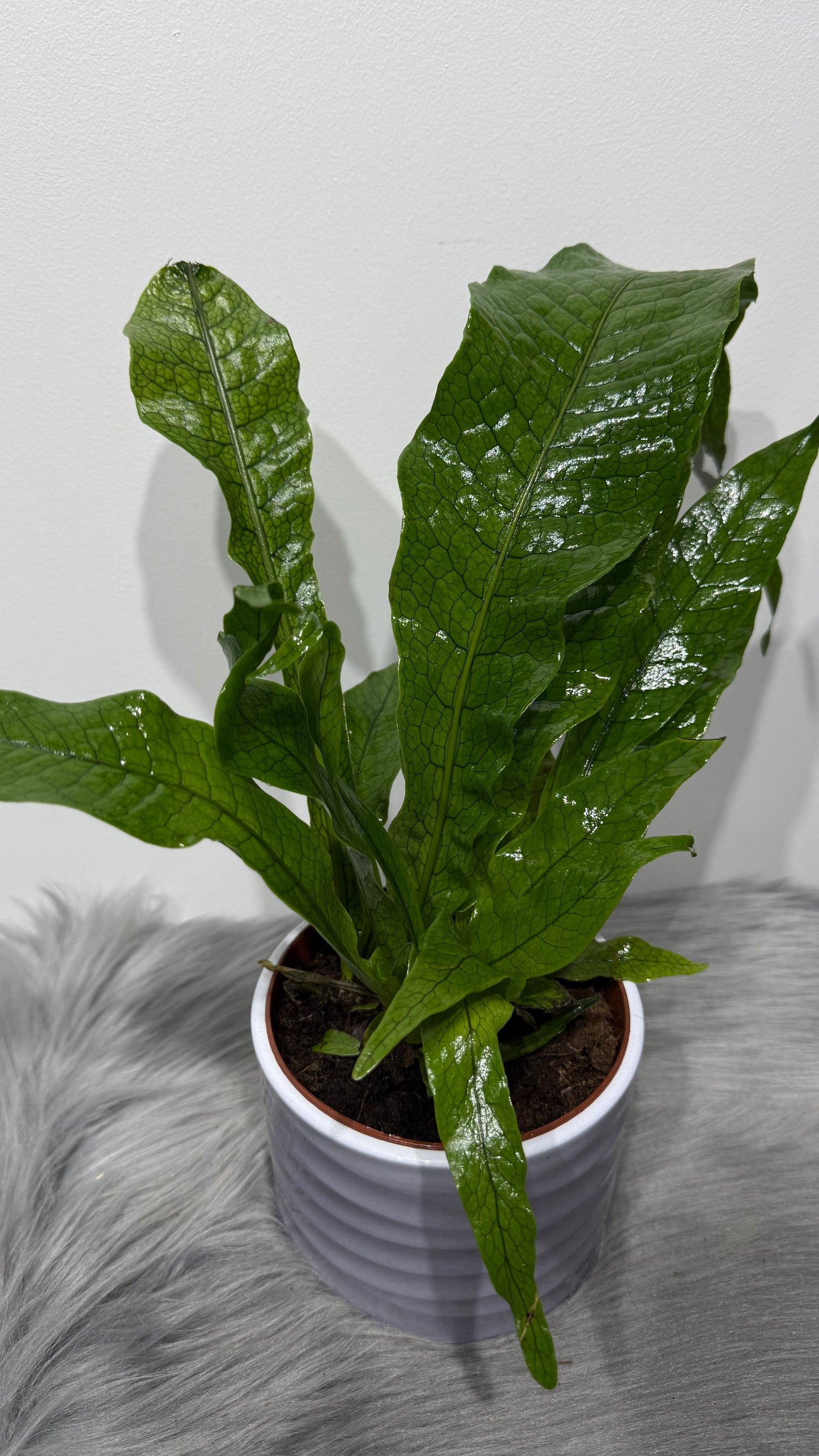 Microsorum Musifolium Crocodyll