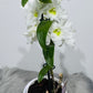 Orhideja Dendrobium Nobile white