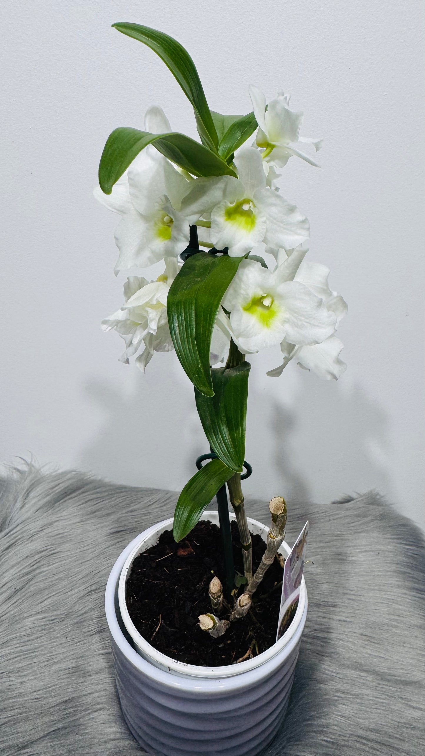 Orhideja Dendrobium Nobile white
