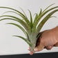 Tillandsia Air plant Capitata XL