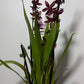Orhideja Cambria 17 - www.augi-plants.lv