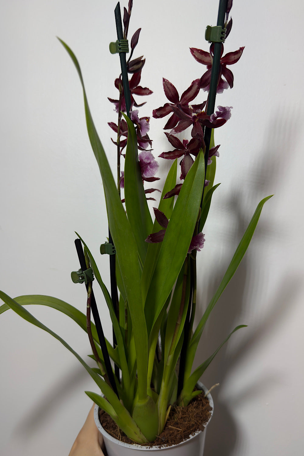 Orhideja Cambria 17 - www.augi-plants.lv