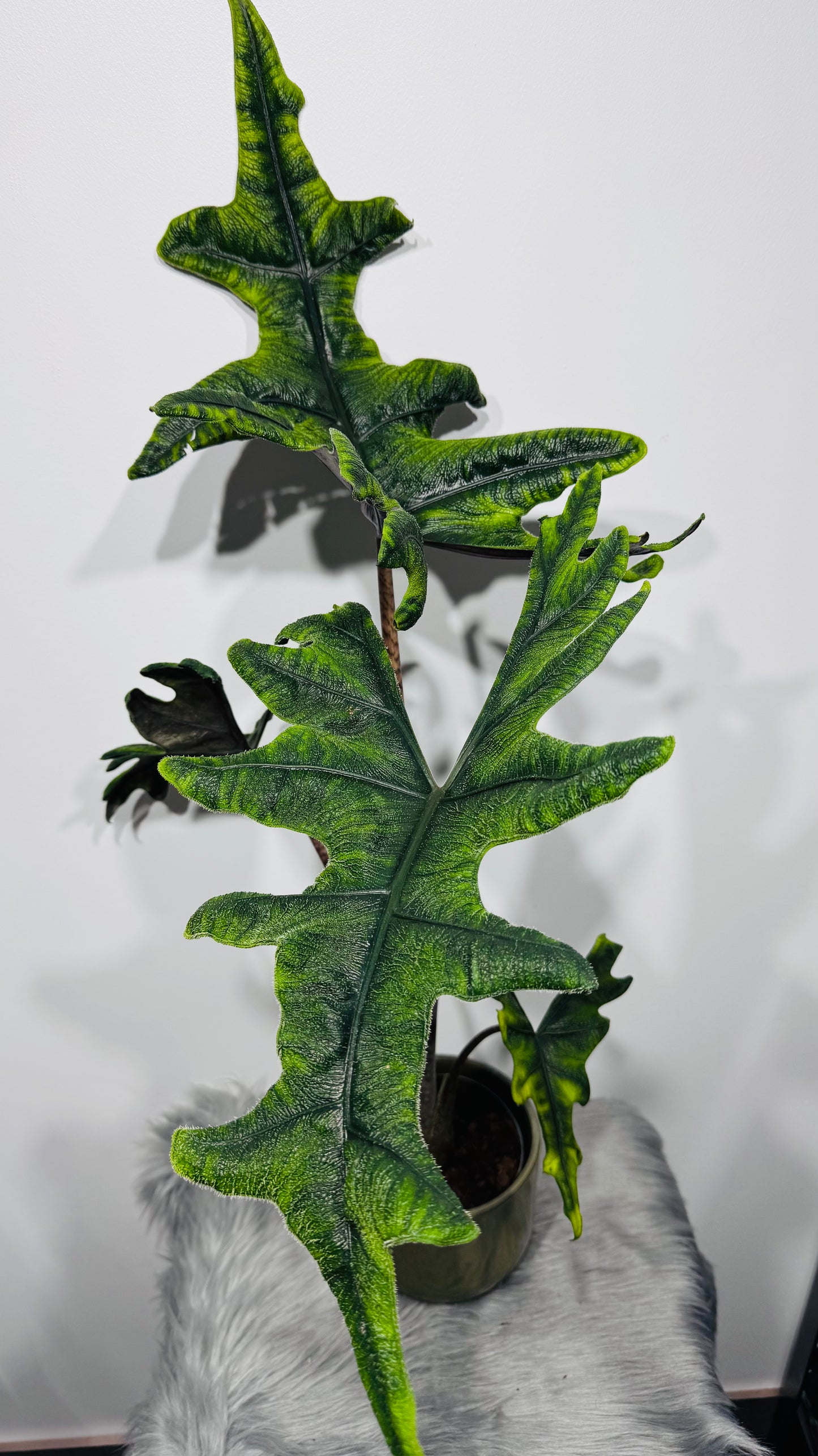 Alocasia Jacklyn