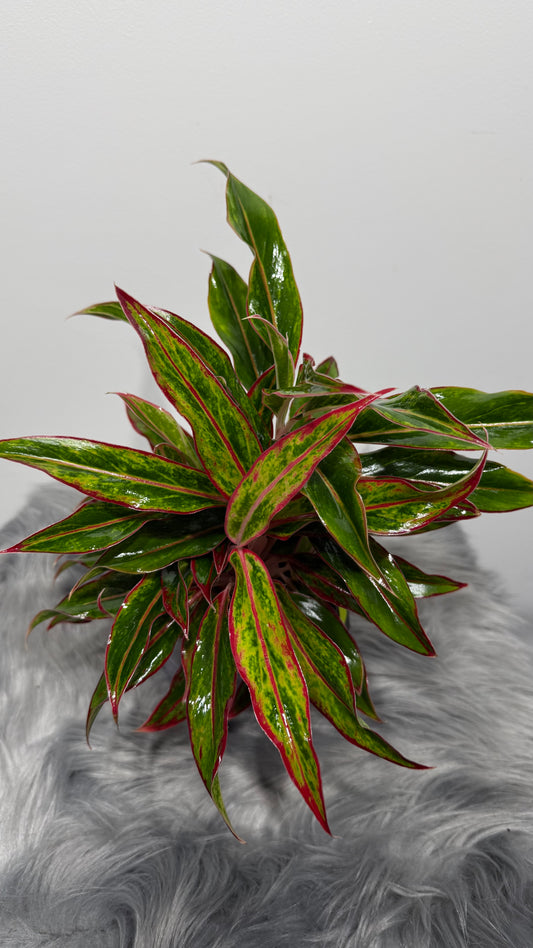 Aglaonema 2