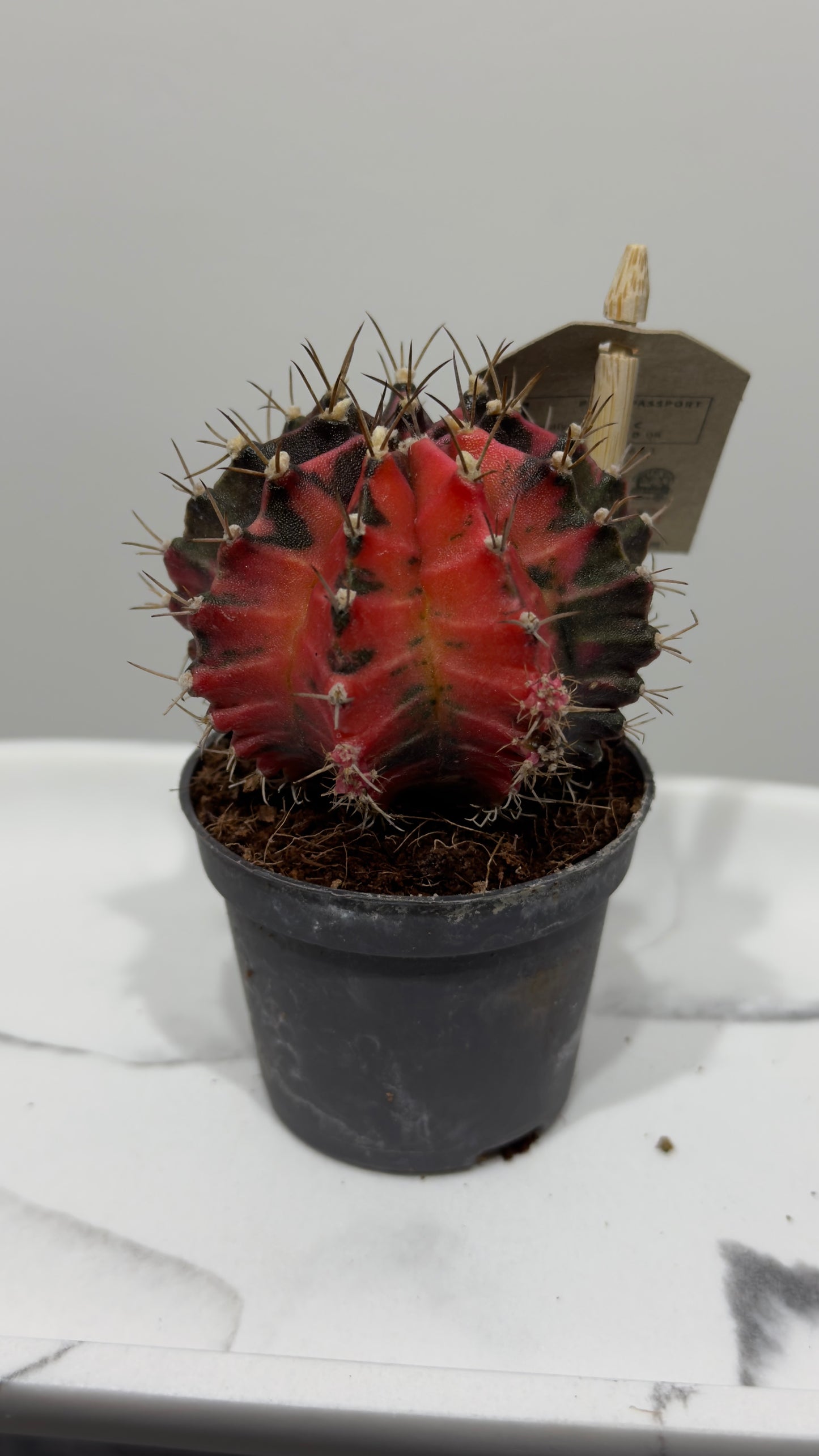 Gymnocalycium mihanovichii variegata