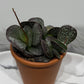 Adromischus 1