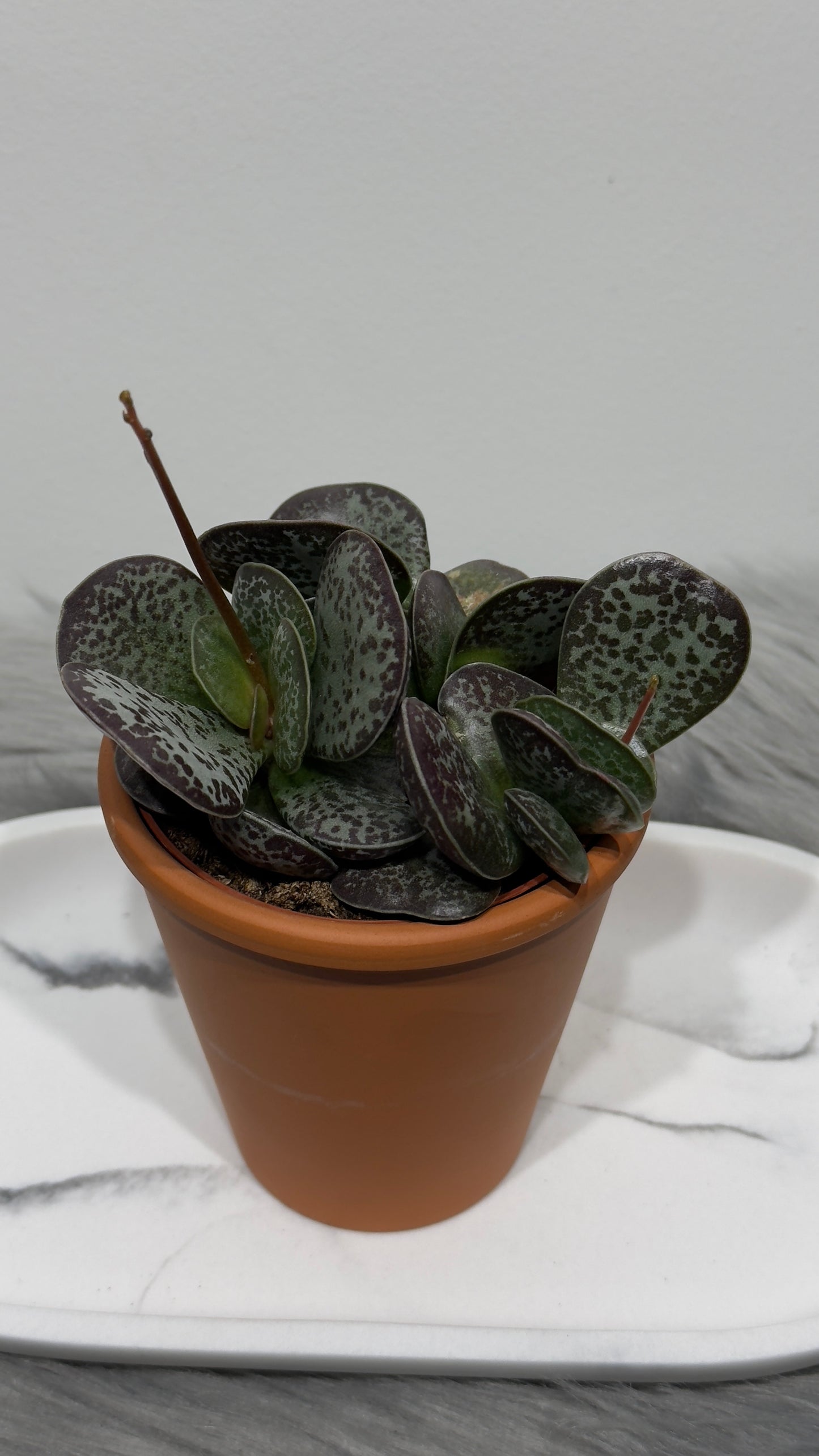 Adromischus 1